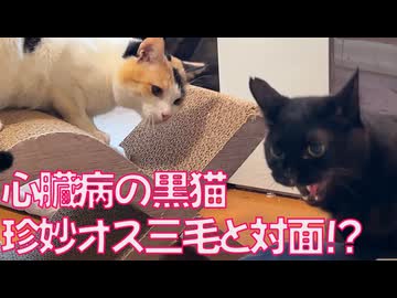 心臓病の黒猫、オス三毛猫と対面するも…