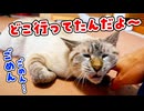 旅行から帰ってきた飼い主に再会後すぐ甘えまくる猫がかわいすぎた