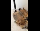 や じ ゅ ま ん と 見 るｚｚｚｚ