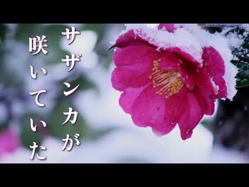 サザンカが咲いていた ／ 重音テト