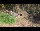 猫 口喧嘩