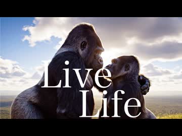 Live Life / Riku and Mai　〜naoya@Gorilla P〜
