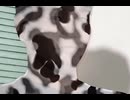 迷彩テスト4