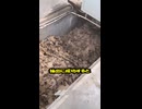 中国産ペット用ジャーキーの衝撃製造！段ボールを化学薬品で肉風に加工…FDA報告で犬猫580匹以上死亡の恐怖