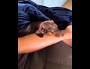 や じ ゅ ま ん と 見 るそこ？
