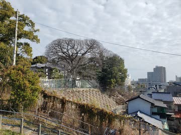 【退き佐久間】尾張国山崎城 令和8年(2026) 初春