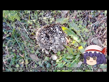 ゆっくり農民279畑を拓いてみませんか？#46