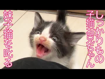 保護子猫兄妹、兄猫が妹猫を説教する