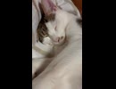 【猫】あじ君の腹を撫で回す