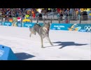 ホモと見る冬季オリンピックに乱入する犬