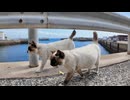 【！？】港を歩いてたら猫が1匹…2匹… 気付いたら猫島大集会が始まってた件ｗｗｗ
