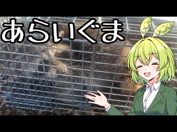 【センシティブ要素あり】アライグマ【骨料理投稿祭】【ずんだもんワールドクッキング】