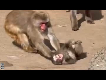 ホモと見る動物園でいじめられる孤児のサル