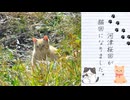 【2026年春の特別企画】河津桜を見に行こうとしたら猫がいて違う意味で春を感じた件（第４話）