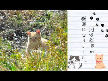 【2026年春の特別企画】河津桜を見に行こうとしたら猫がいて違う意味で春を感じた件（第４話）