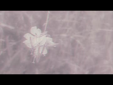 線香 / 名前シレズ