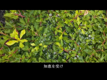 幕