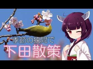 ソロツー以外の何か with 東北きりたん Phase 56 「逆光の伊豆編」