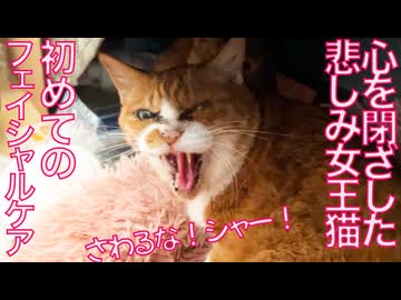 心を閉ざした女王猫、初めて顔のケアを許す