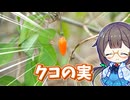 冬が旬！　天然クコの実を採って食べる！