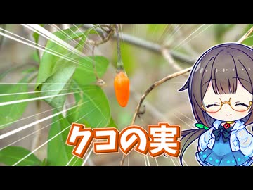 冬が旬！　天然クコの実を採って食べる！