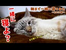 【かわいすぎ注意】猫のデュフィと朝まで一緒に寝てみたら…＜2019秋＞