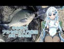 【VOICEVOXフィッシング】ゆか皮式フカセ釣り入門解説・後編