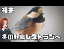 【野鳥観察】ヤマガラやシジュウカラのお食事に癒される！