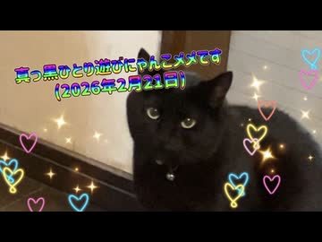 真っ黒ひとり遊びにゃんこメメです(2026年2月21日)