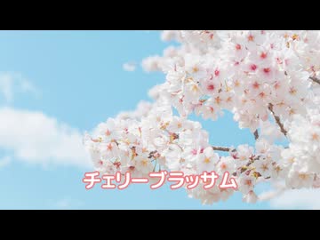 【Rana】チェリーブラッサム【VOCALOID Cover Song】