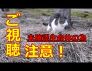 【ご視聴注意！】猫惑星からやってきた「未確認生命体（ニャンコ）」が地球を爆発させる？