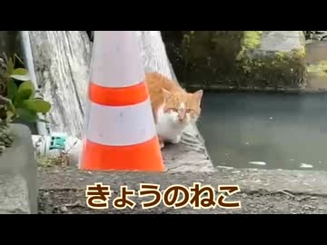 2月のゴミ拾いと猫