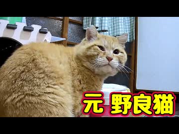 日常に戻りました…【元野良猫】