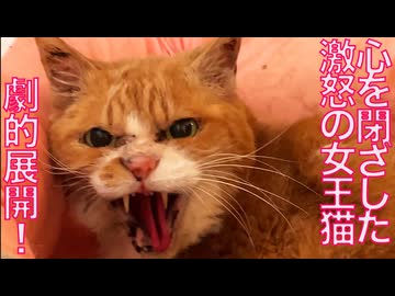 心を閉ざした女王猫、遂に新展開を迎える