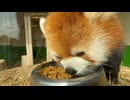 【東武動物公園】カリンちゃんのドアップもぐもぐタイム【レッサーパンダ】