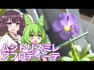 【観葉植物】もんきりも観葉植物を育てたい#4冬越し中の食虫植物と部屋の観葉植物の様子【ソフトウェアトーク劇場】