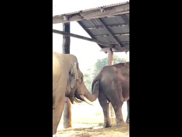 ホモと見る糞遊びするゾウ