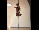 や じ ゅ ま ん と 見 る棒