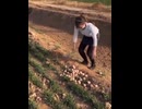 や じ ゅ ま ん と 見 るクジャク