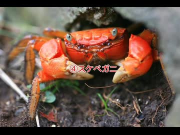 エッ○なカニ4選【フル画面】