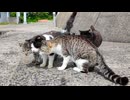 【猫島】港で出会った猫たちに囲まれて防波堤まで連行されましたｗ