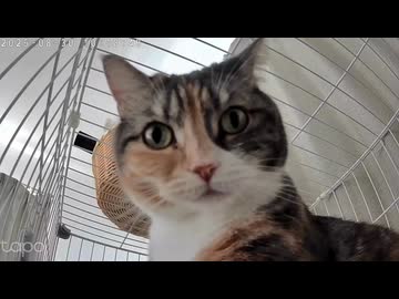 【おもいっきりカメラ目線】ペットカメラに気付く猫