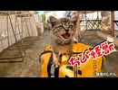 元気すぎる子猫がリュックの上で大はしゃぎ！