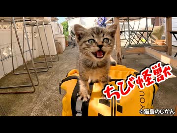 元気すぎる子猫がリュックの上で大はしゃぎ！