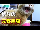 めっちゃ怒られました【元野良猫】