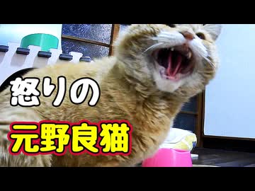 めっちゃ怒られました【元野良猫】