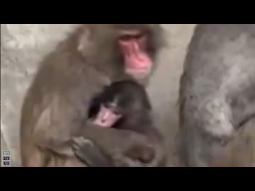 ホモと見るついに友達ができた例のいじめられてた猿