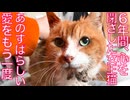 ６年心を閉ざした女王猫、ビューティー大作戦