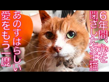 ６年心を閉ざした女王猫、ビューティー大作戦