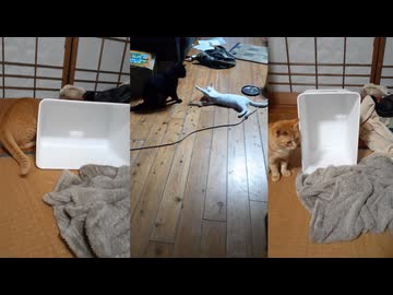 猫二匹で